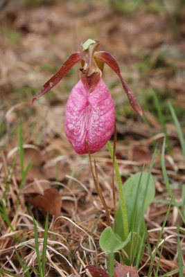 Pink Lady's Slipper orchid