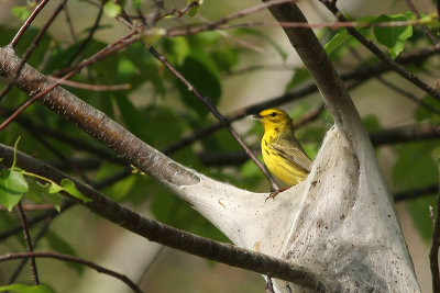 Prairie Warbler