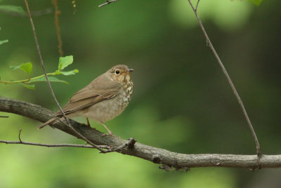 Swainson's Thrush