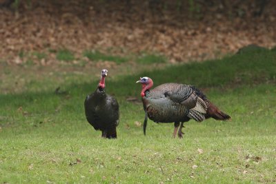 Wild Turkeys