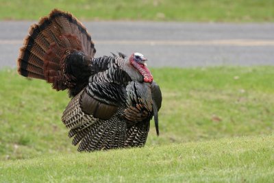 What an outrageously showy bird!