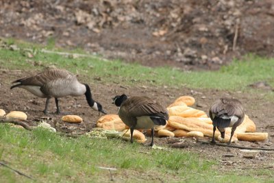 Canada Geese!