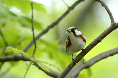 Chestnut-sided Warbler