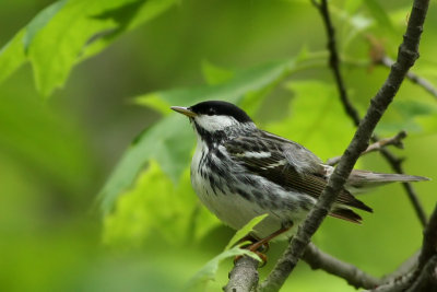 Blackpoll Warbler