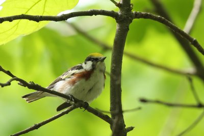 Chestnut-sided Warbler