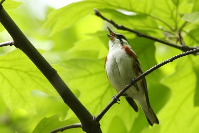 Chestnut-sided Warbler