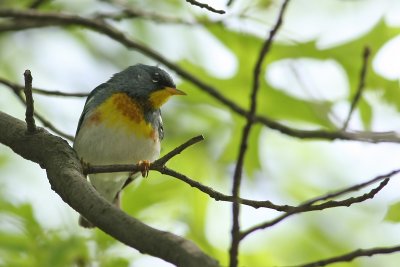 Northern Parula