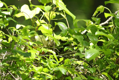 Wood Thrush nest