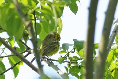Preening Prairie Warbler