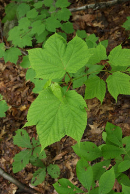 Striped Maple (Moosewood)