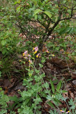 Pale Corydalis