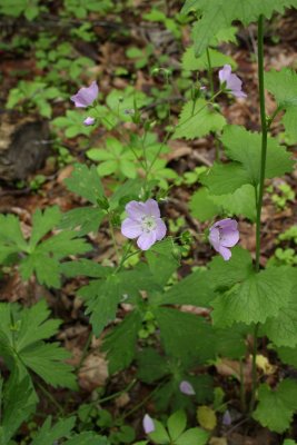 Wild Geranium