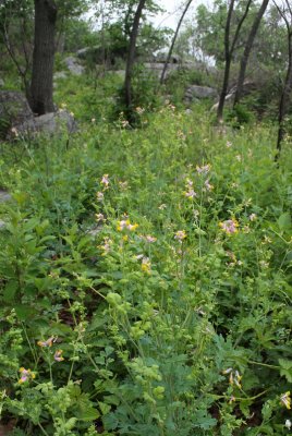 Pale Corydalis