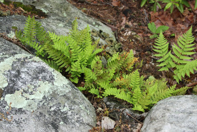 Polypodium virginianum (Rock Polypody)