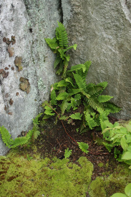 Rock Polypody