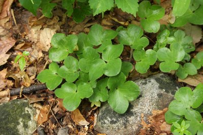 Round-lobed Liverleaf