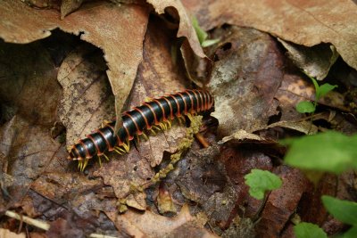 Millipede