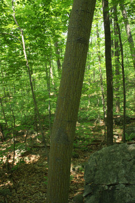 Striped Maple (Moosewood)