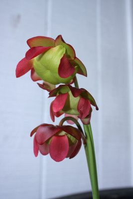 Northern Pitcher Plant flower