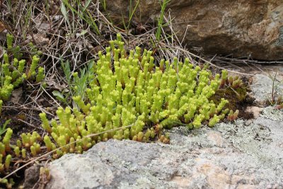 Stonecrop