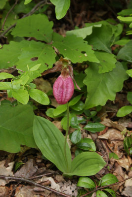 Pink Lady's Slipper orchid