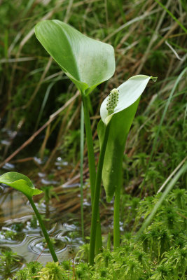 Wild Calla