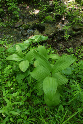 False Hellebore