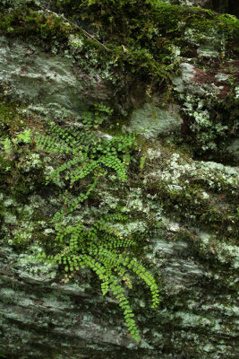 Asplenium trichomanes (Maidenhair Spleenwort)