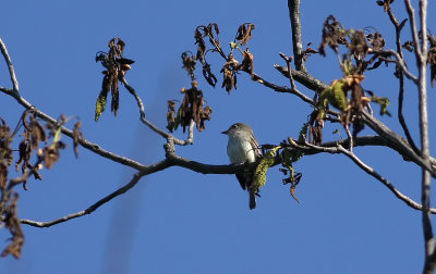 Least Flycatcher