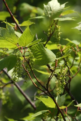 Striped Maple