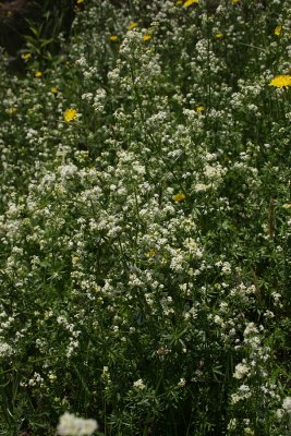 Fragrant Bedstraw