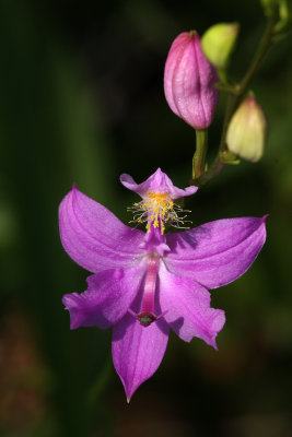 Grass Pink