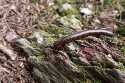 Millipede