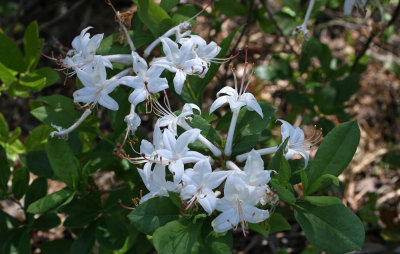Swamp Azalea