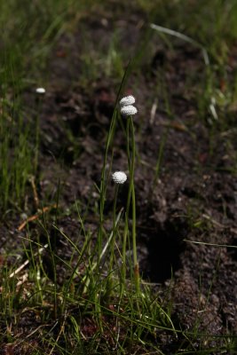 Early or Flattened Pipewort