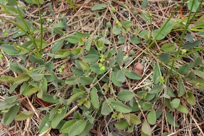 Ipecac Spurge