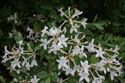 Swamp Azalea