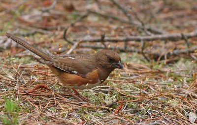 Eastern Towhee