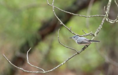 Blue-gray Gnatcatcher