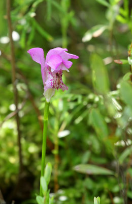 Arethusa bulbosa- (Dragon's Mouth Orchid)