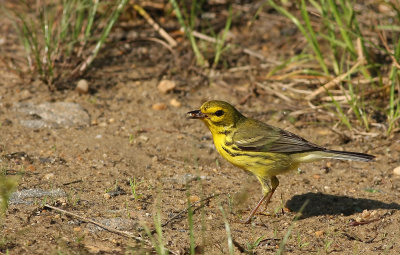 Prairie Warbler