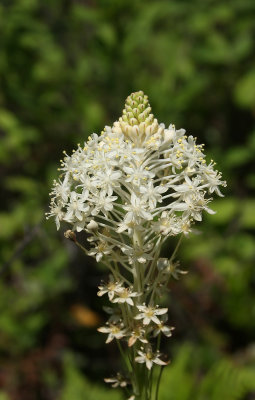 Turkeybeard