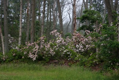 Mountain Laurel