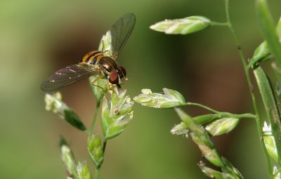 Syrphid Fly