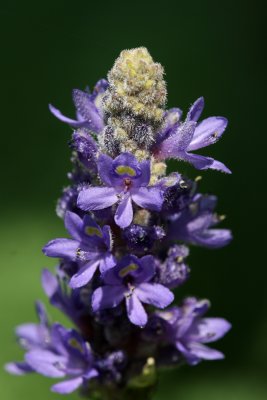 Pickerel Weed