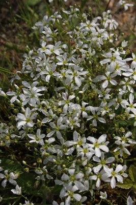 Pine Barrens Sandwort