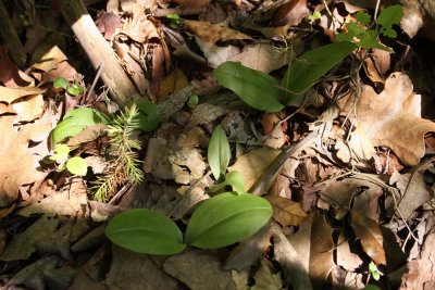 Lily-leaved Twayblade Orchids