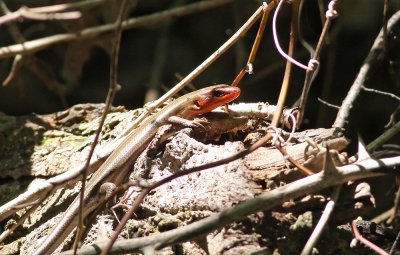 Five-lined Skink