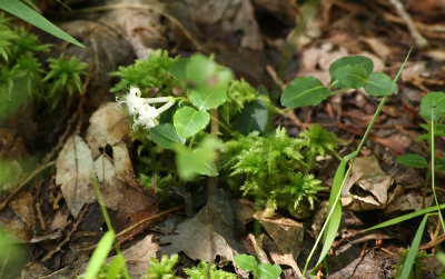 Partridgeberry