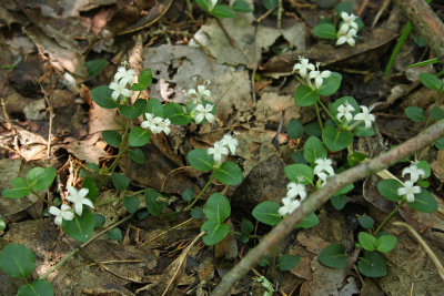 Partridgeberry